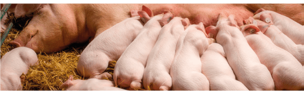 Desvendando o custo oculto: explorando o impacto do estresse oxidativo na produção de porcas
