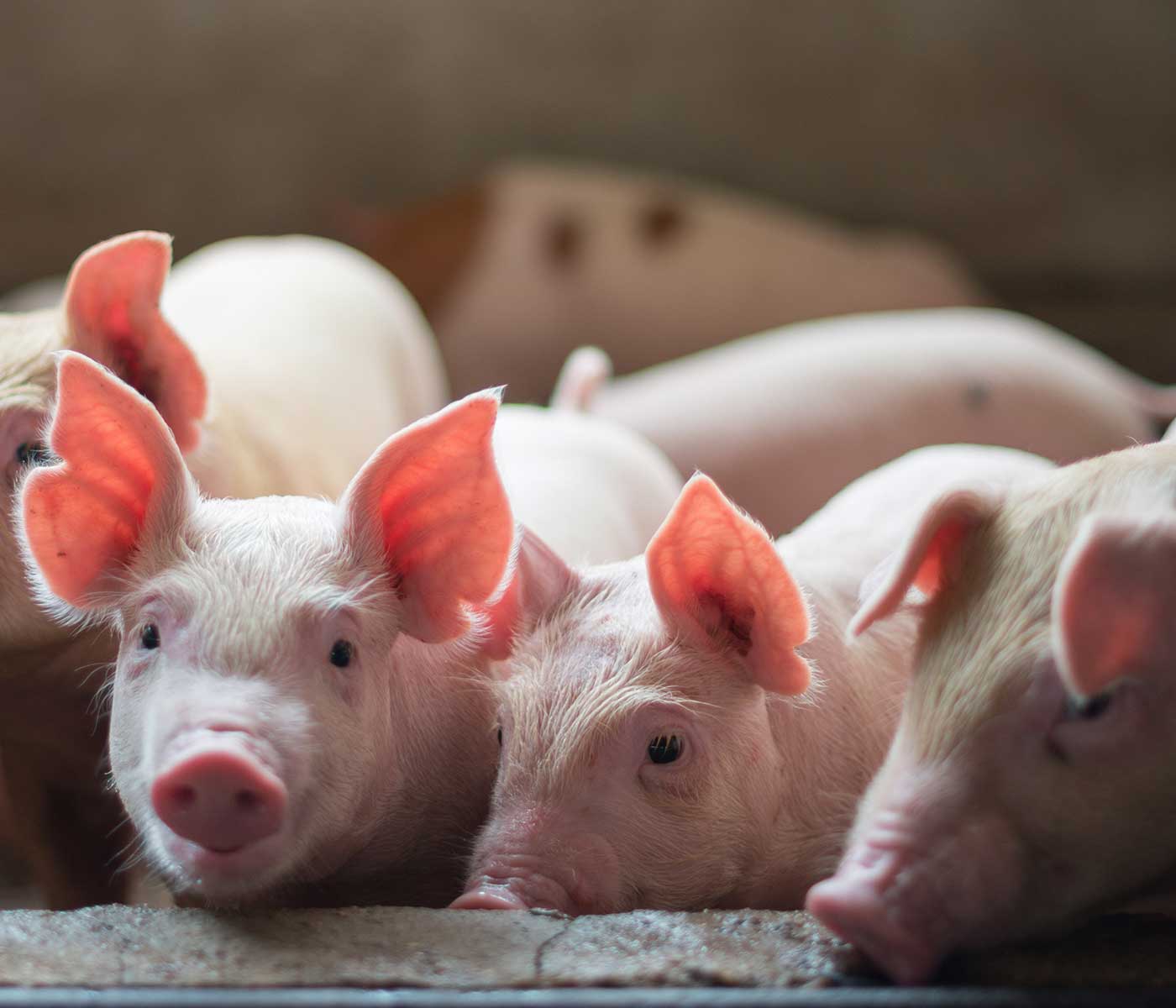 En EE.UU empezarán la cría de cerdos transgénicos resistentes al...
