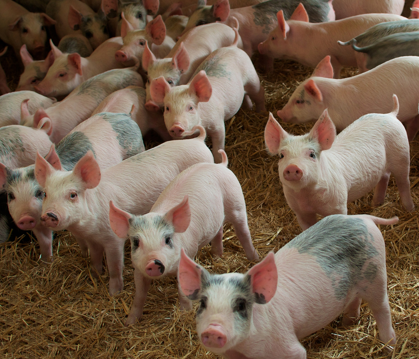 Enrique Novales destaca la importancia del sector porcino