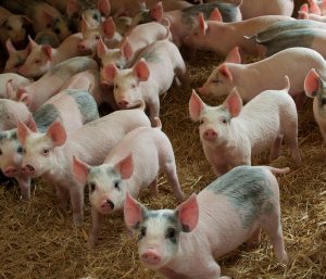 La sostenibilidad de la producción porcina, una prioridad para la...