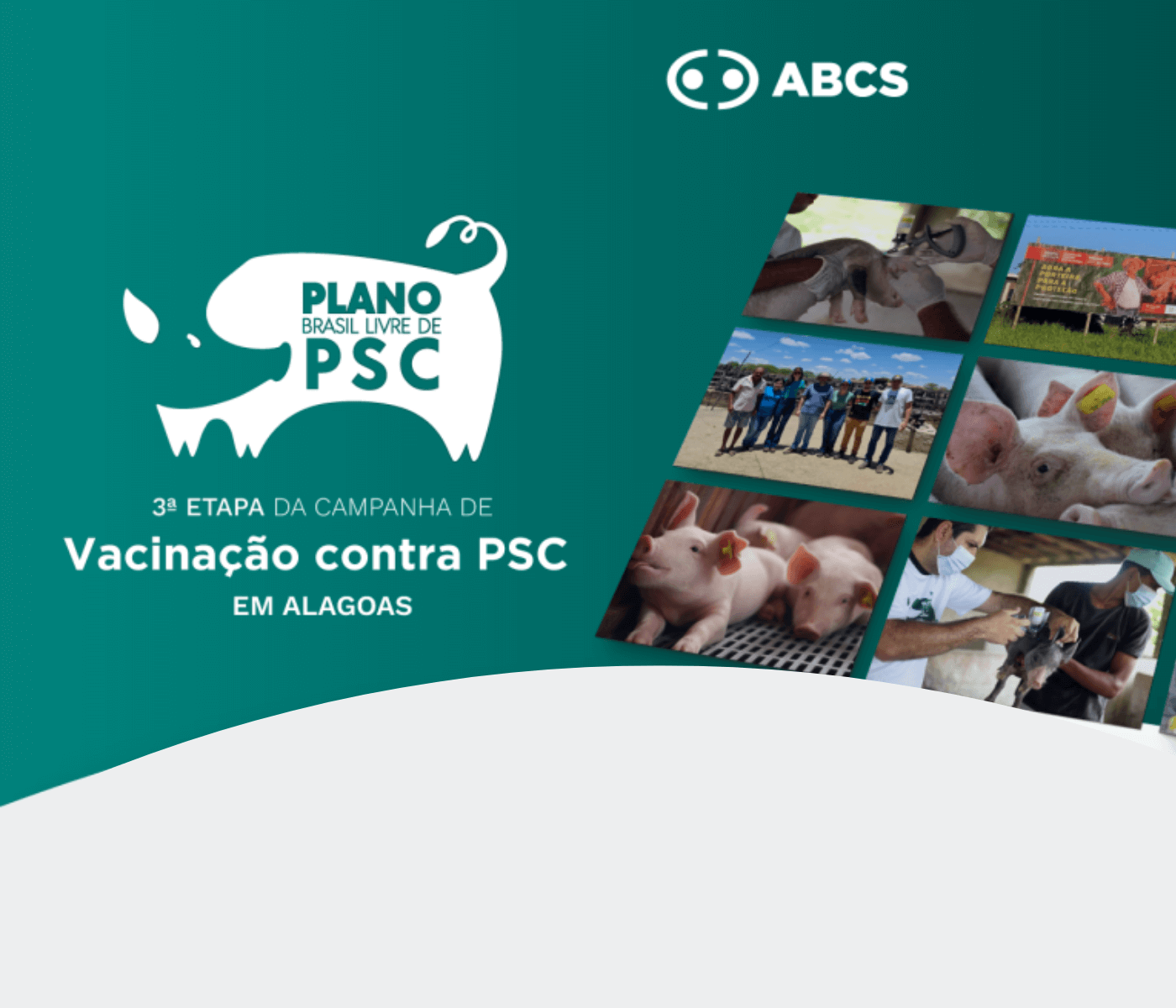 A Campanha de Vacinação Contra PSC em Alagoas finaliza a 3ª etapa com excelentes resultados, vacinando mais de 116 mil suínos