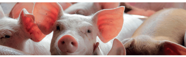 Brasil mantém liderança mundial em custo de produção de suínos