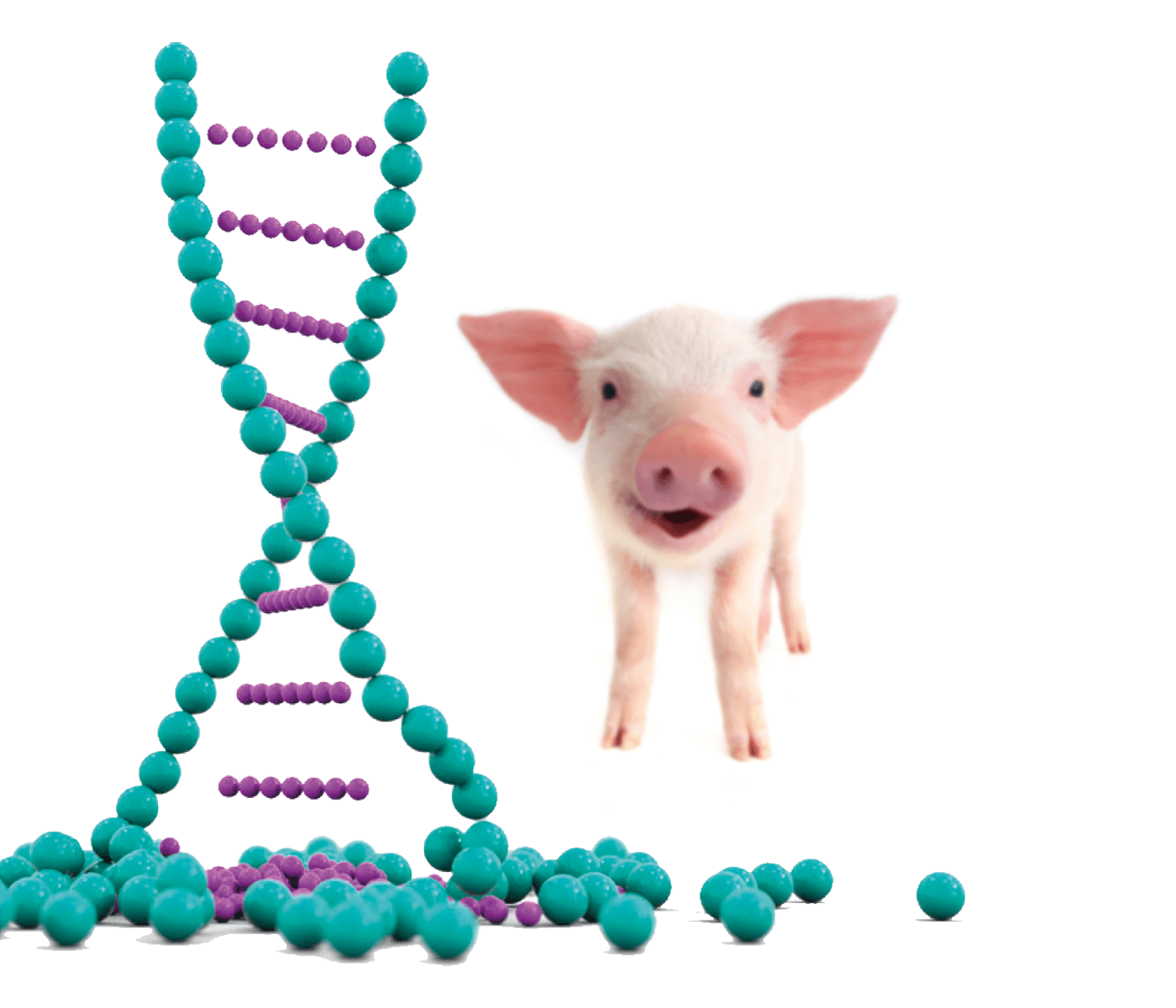 Uso racional de antimicrobianos en porcino: antimicrobianos inhibidores de la síntesis de ARN y ADN – Parte II