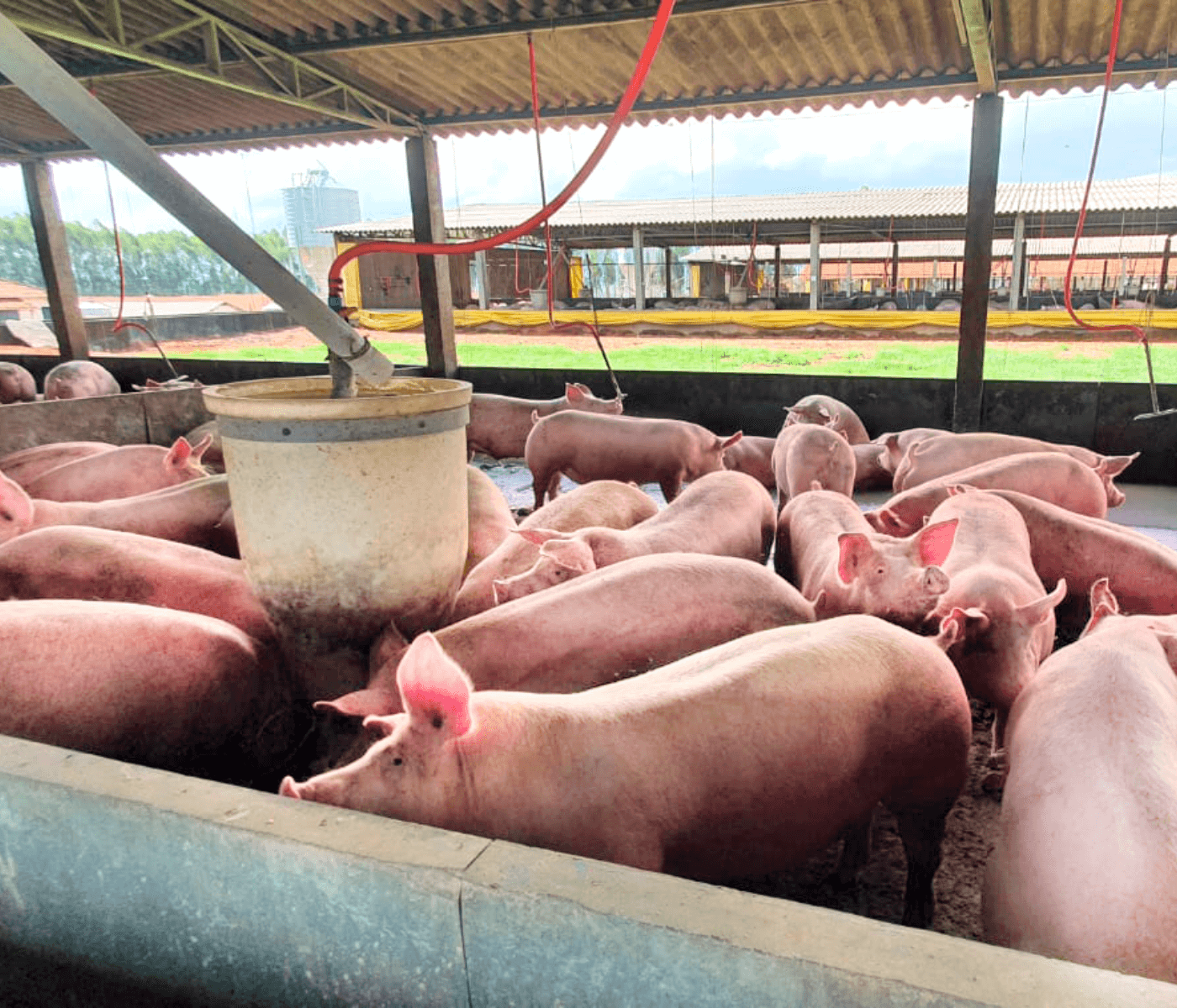 Produto melhora em 15% a conversão alimentar de suínos no pré-abate