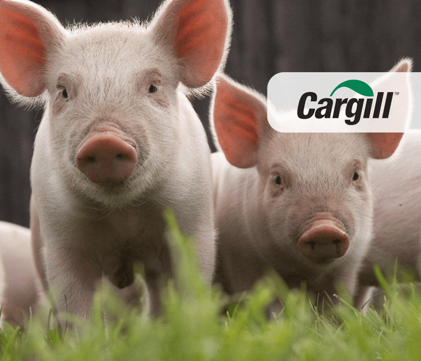 Cargill faz 300 mil análises em Nutrição Animal e se torna maior banco de dados sobre micotoxinas