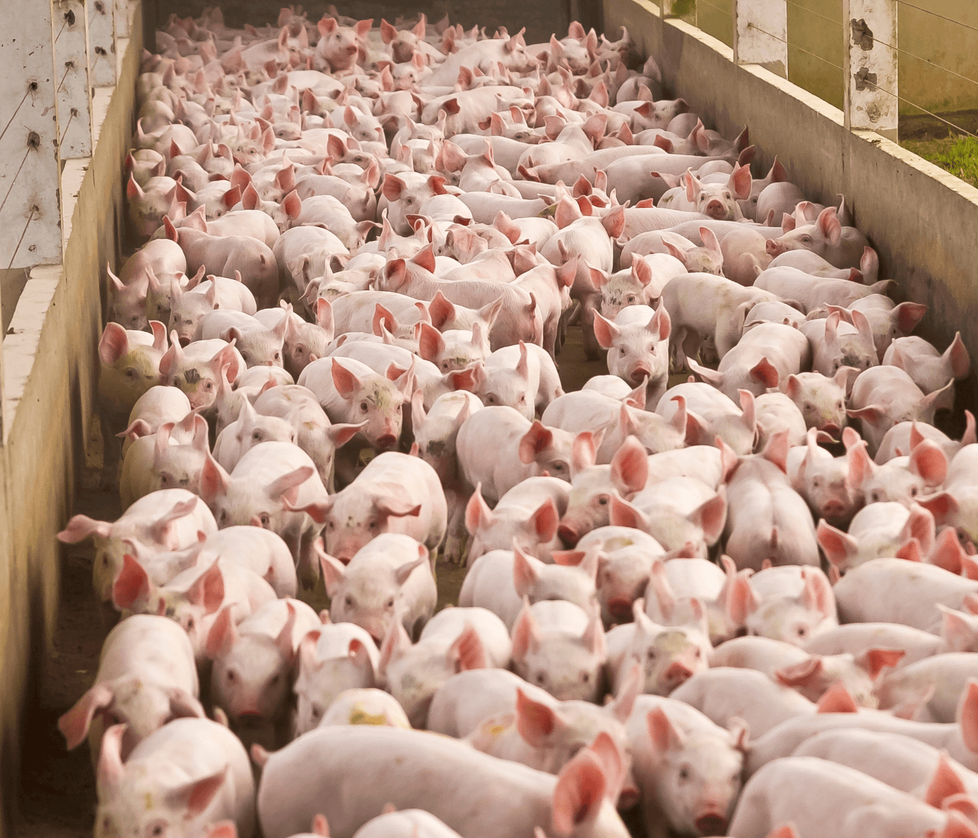 Crescem as exportações de carne suína catarinense no primeiro trimestre de 2023