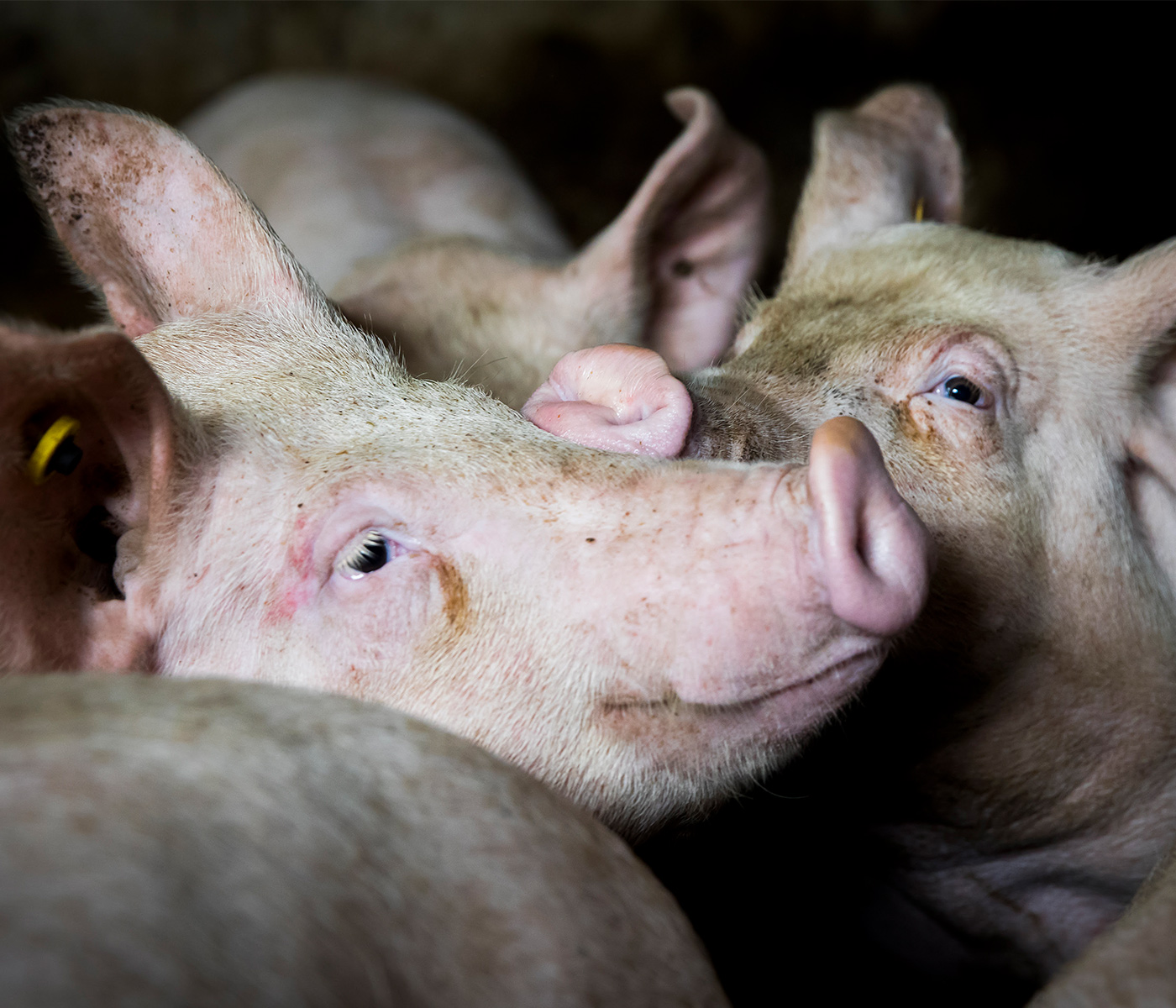 El IRTA impulsa el proyecto ECOPORCDEMO para mejorar la producción porcina ecológica