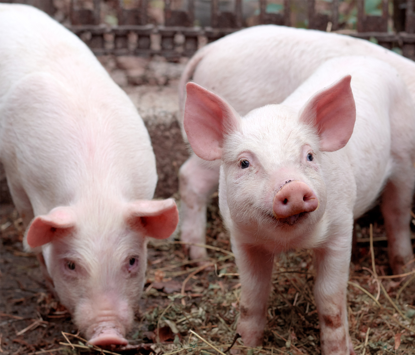 Detectan un brote de PPA en una granja de cerdos domésticos en Grecia