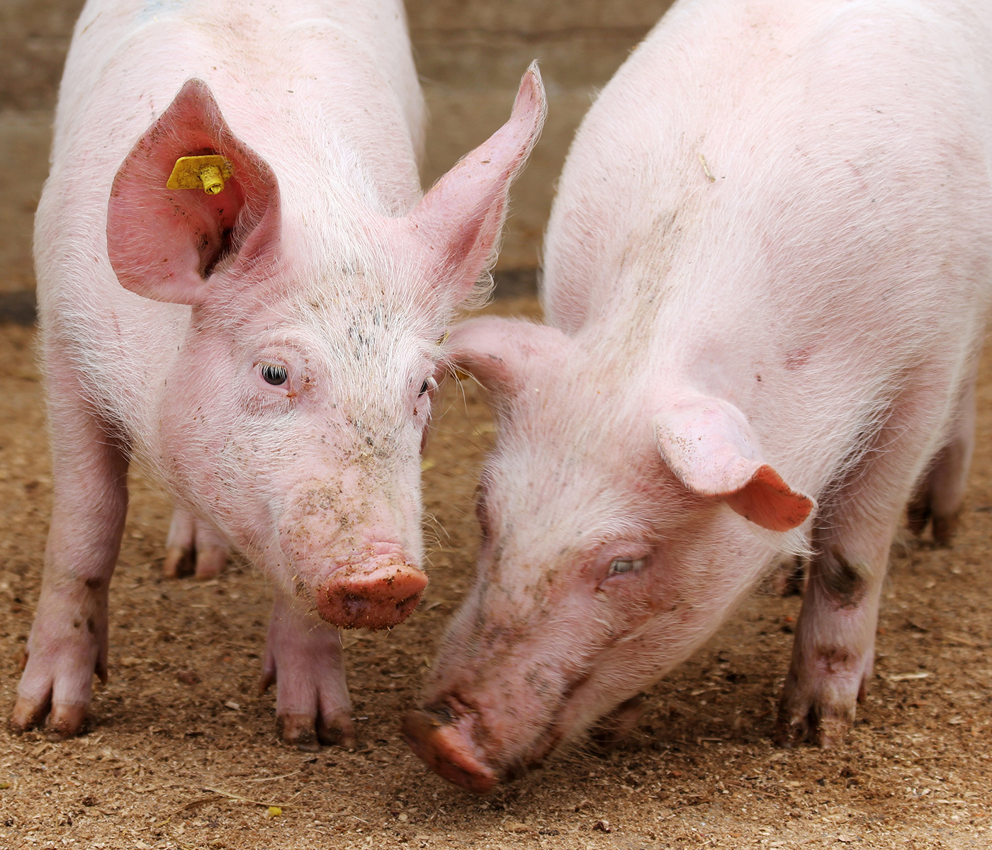 España es el segundo exportador mundial de productos de porcino