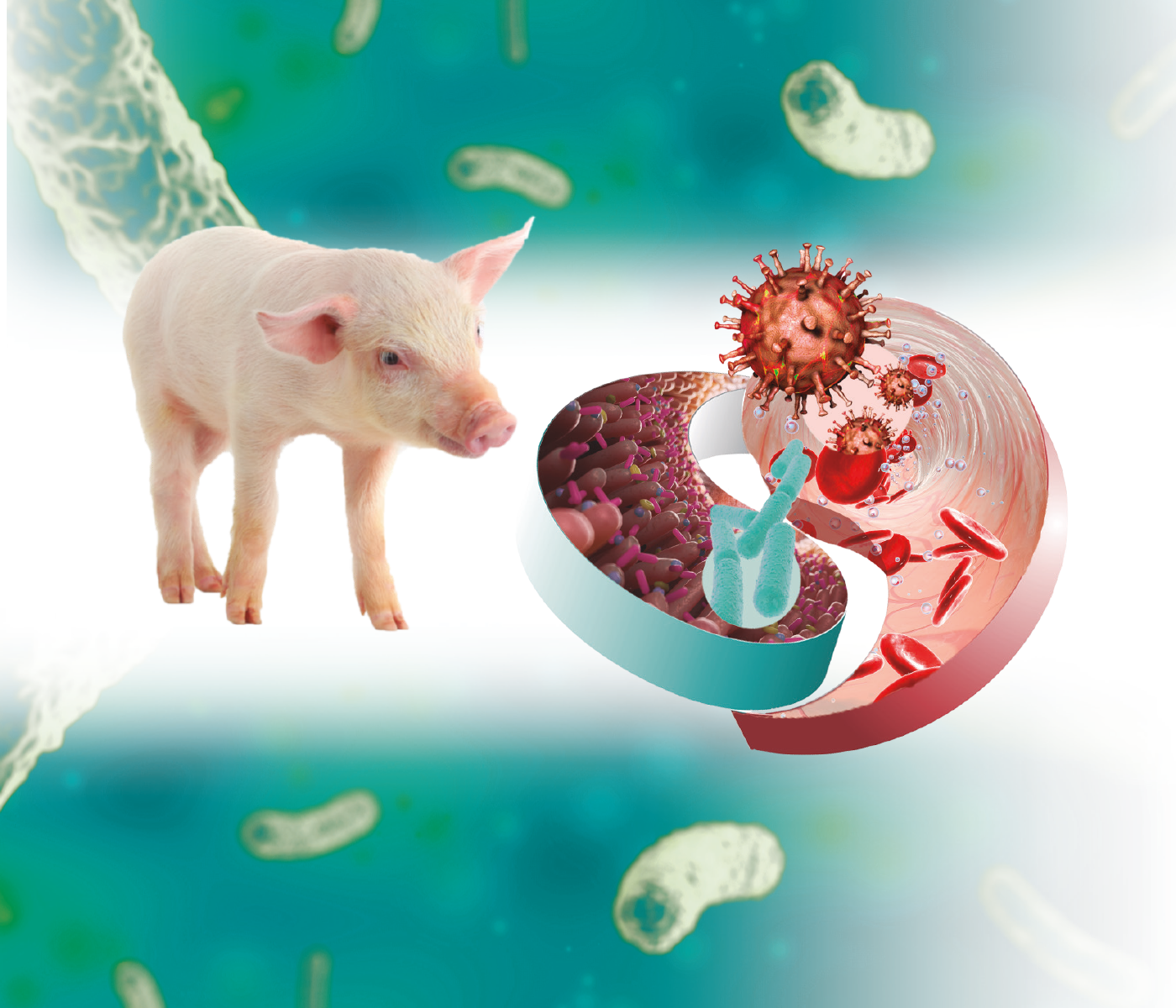Influencia mutua de la microbiota del lechón y los patógenos víricos – Una mirada a la situación previa a la infección