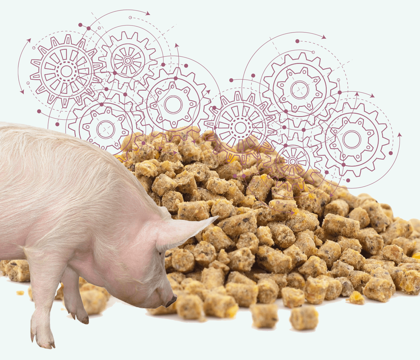 Explorando los sistemas de alimentación porcina por fase