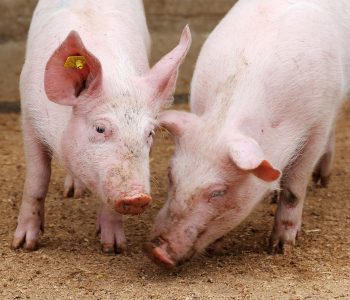 Con la nueva normativa, los ganaderos de Alemania podrán recibir más de 20.000€ en ayudas como consecuencia de la peste porcina africana.