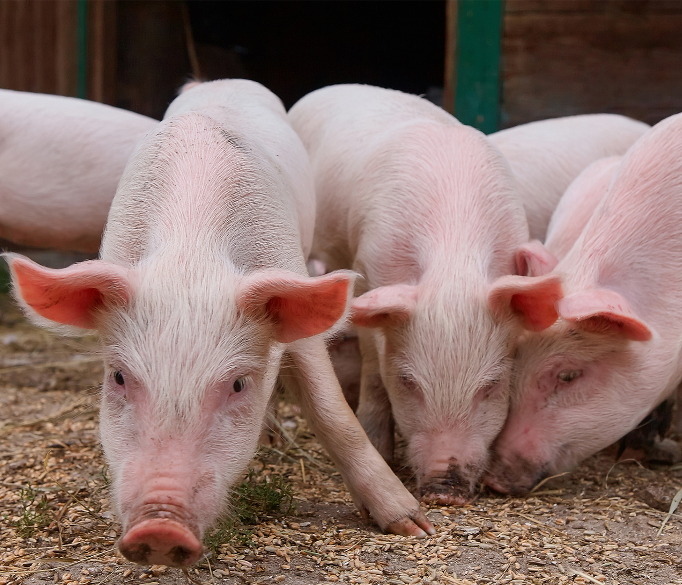 Estudio señala que los Astrovirus se asocian a patologías respiratorias porcinas