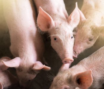 Se ha detectado la PPA en muestras de cuatro jabalíes, además de una explotación de porcino doméstico, en la región de Calabria, Italia.