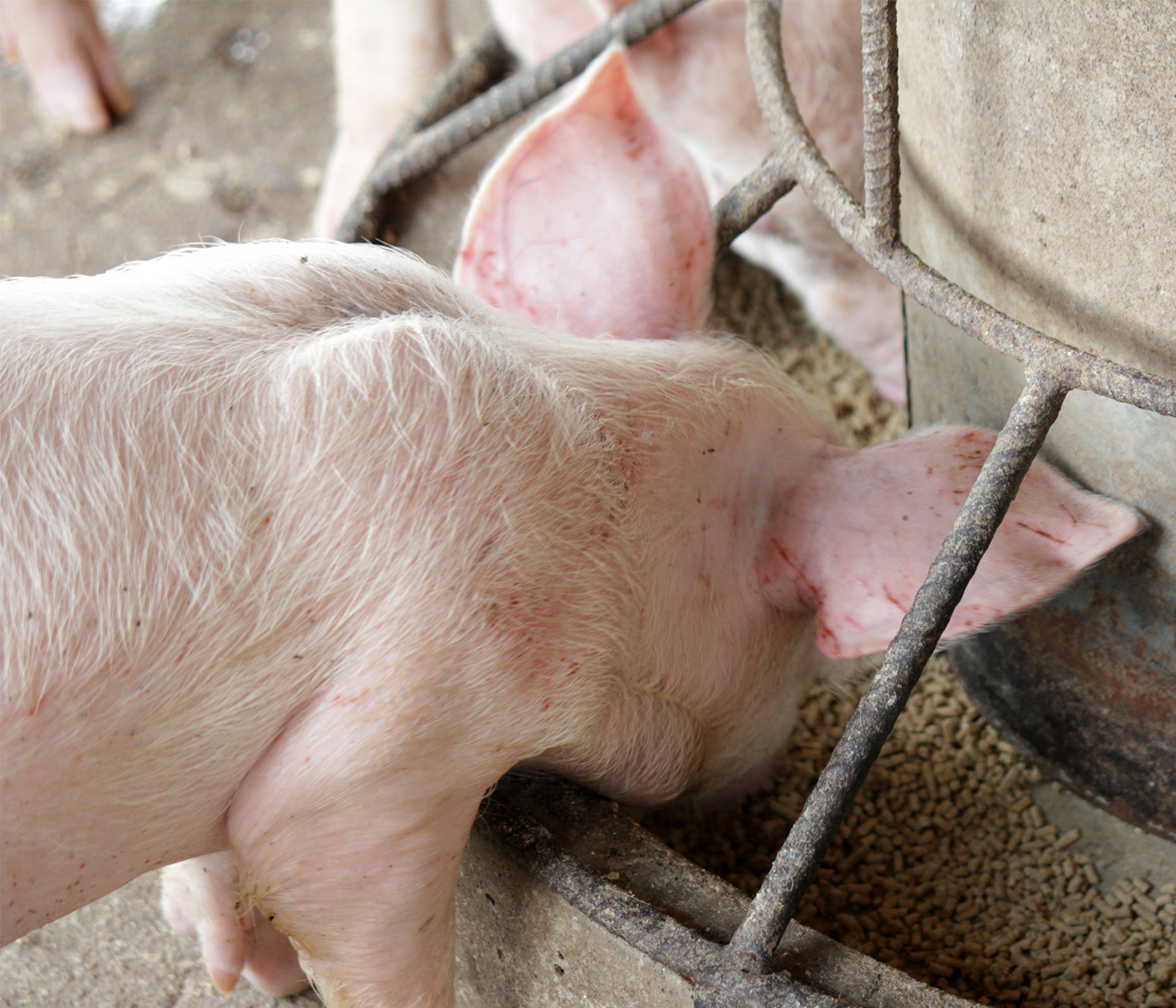 Los comederos de doble espacio, ideales para reducir la agresividad de los cerdos