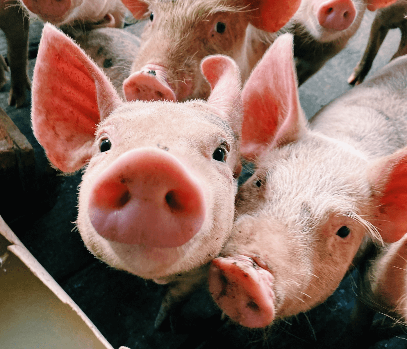 Custos de produção de suínos caem mais de 6% em abril
