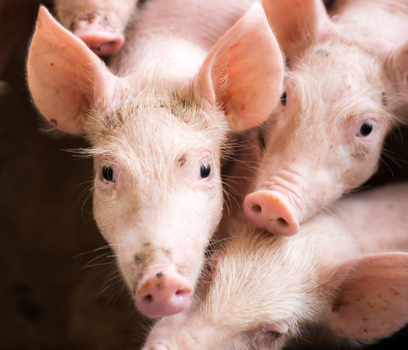 Ecuador se une a la campaña de la FAO para evitar el ingreso de la Peste Porcina Africana