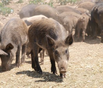 Un informe de la EFSA refleja una disminución considerable de brotes de PPA en jabalíes y cerdos en el 2022 en comparación al año anterior.