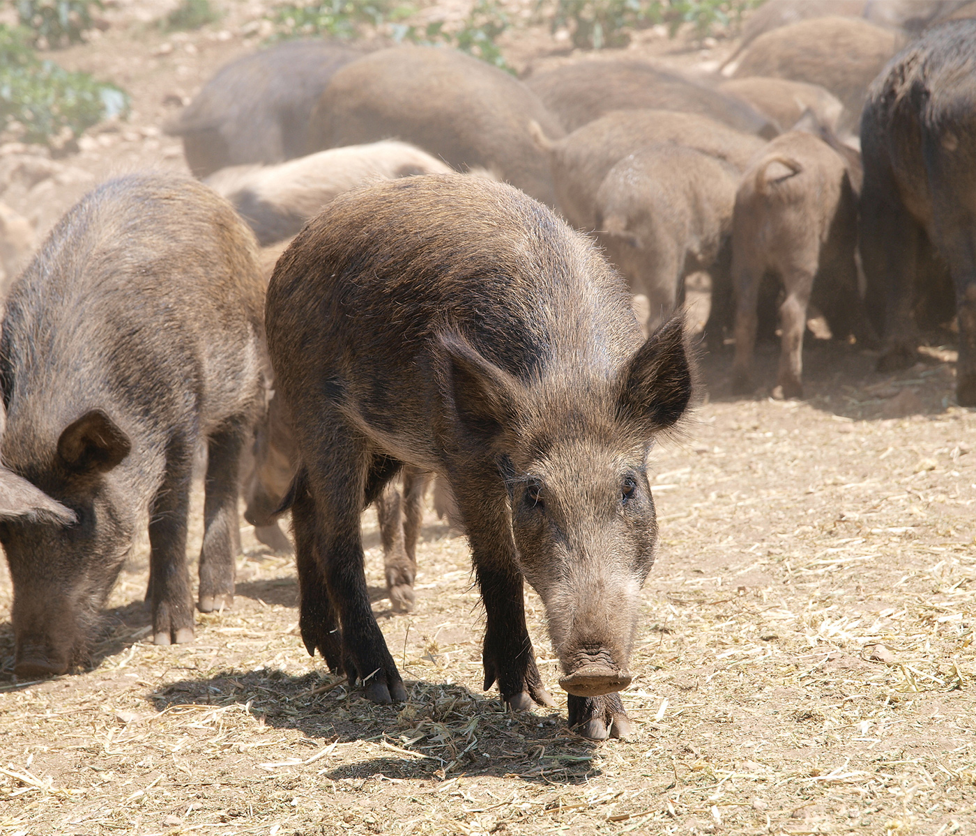 Disminuye la PPA en cerdos y jabalíes en la Unión Europea durante 2022