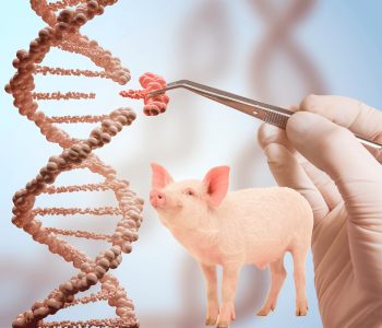 EE.UU. comercializará productos cárnicos procedentes de cerdos modificados genéticamente en la Universidad Estatal de Washington (WSU).