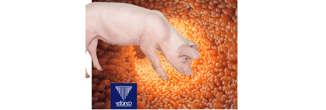 Producción porcina a través del manejo de la salud intestinal sin uso de antibióticos