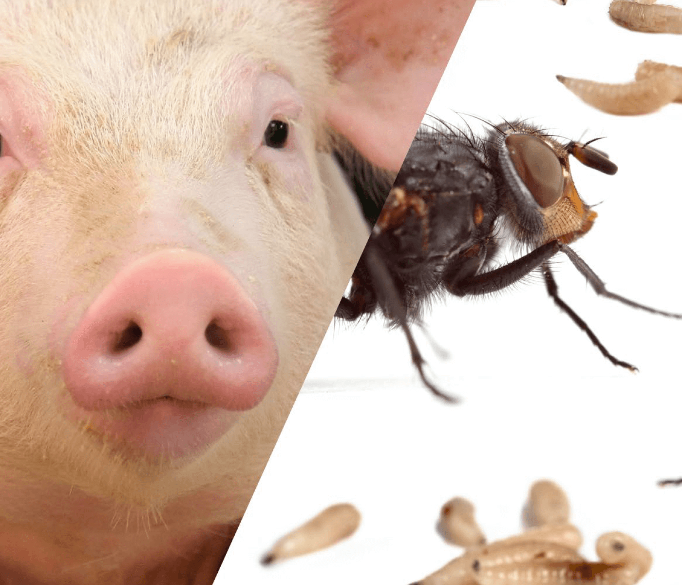 Larvicidas, pilar esencial en el control de insectos