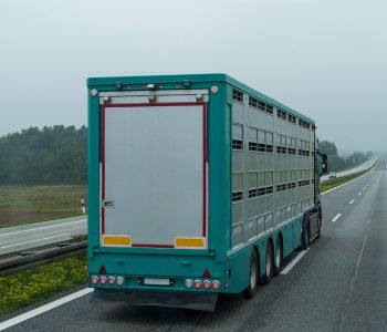 El MAPA y las comunidades autónomas activan el plan de control de la temperatura en viajes de animales vivos por carretera durante el verano.
