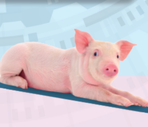 Herramientas para movilizar cerdos no ambulatorios