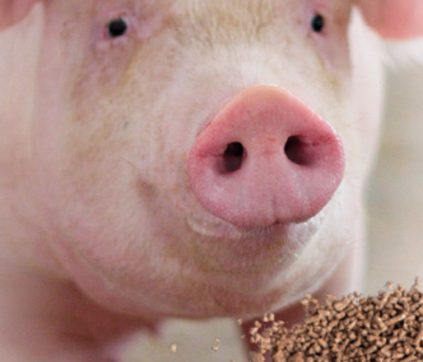 El subóptimo consumo de alimento de la cerda lactante como “efecto mariposa” en la producción porcina (parte II)