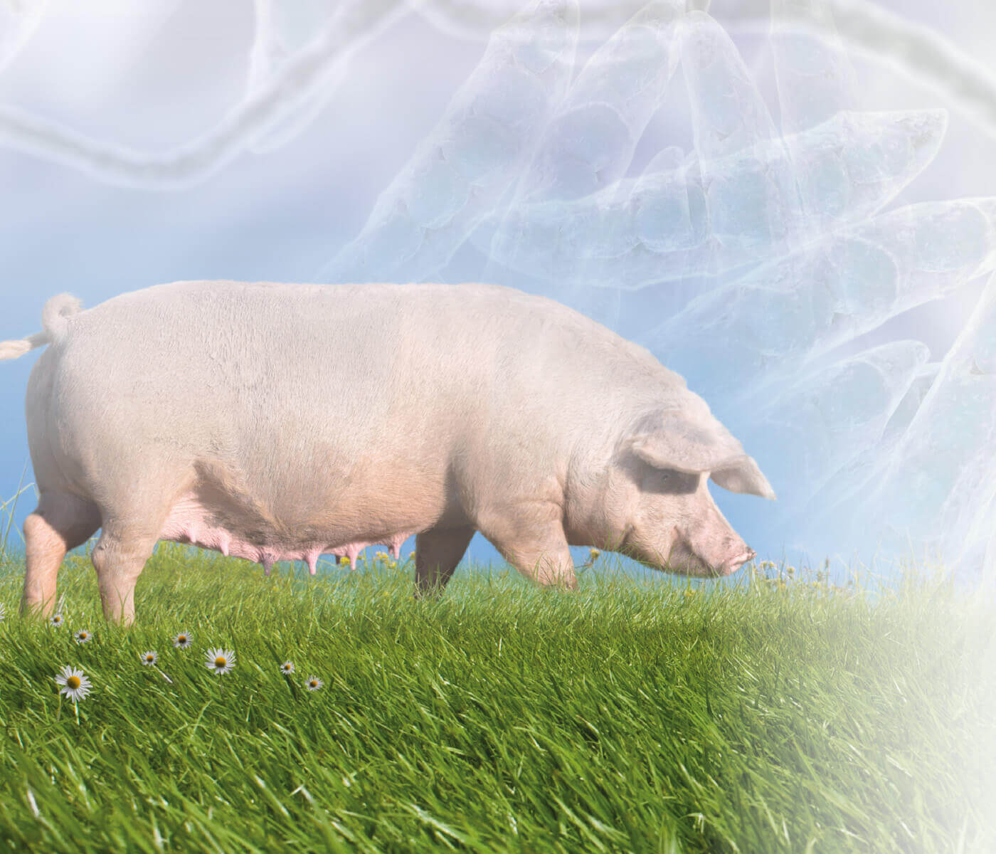 Reduzindo o estresse oxidativo e melhorando o desempenho de porcas em reprodução desafiadas por micotoxinas