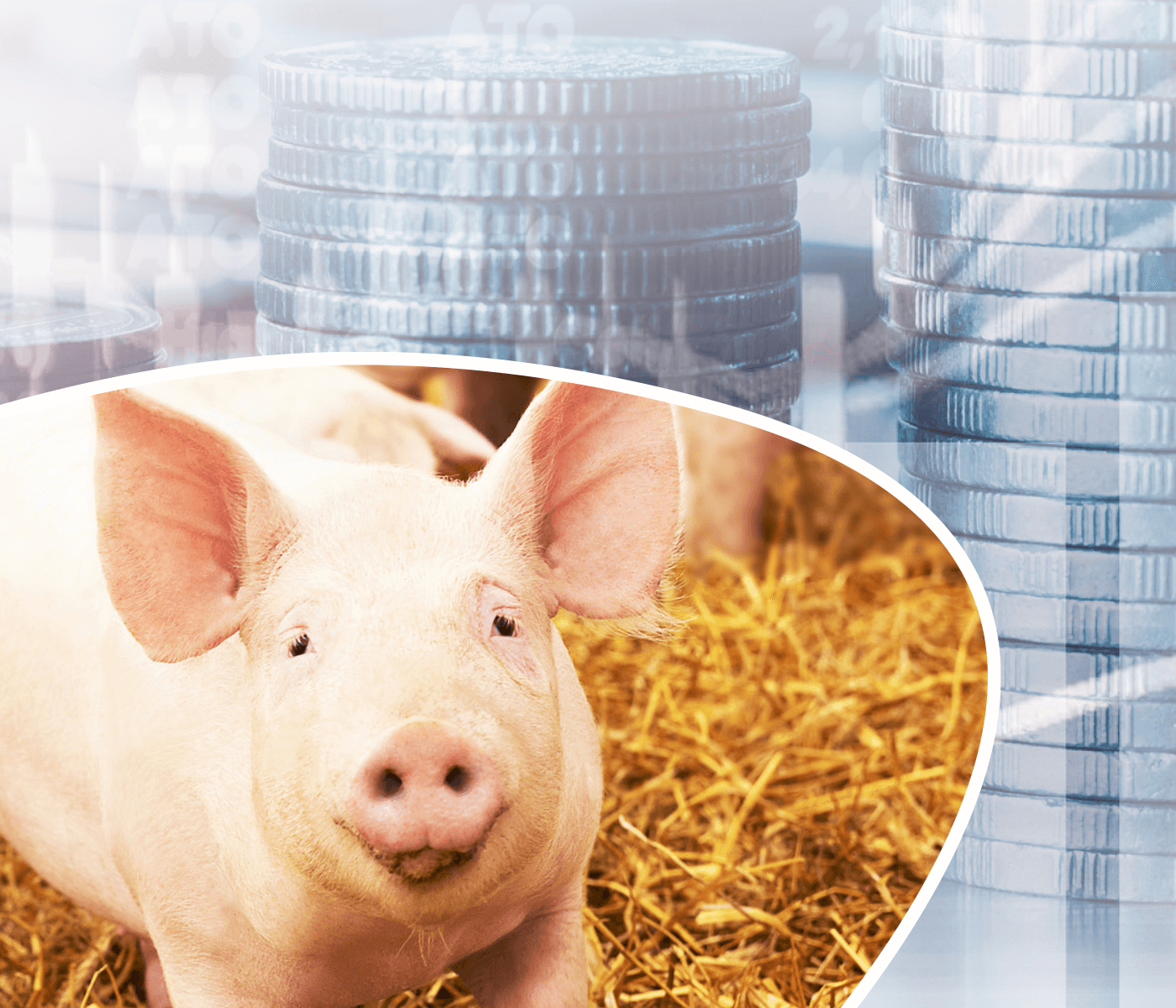 Box individual x Baias coletivas, estimativas do desempenho econômico-financeiro de granjas suínas