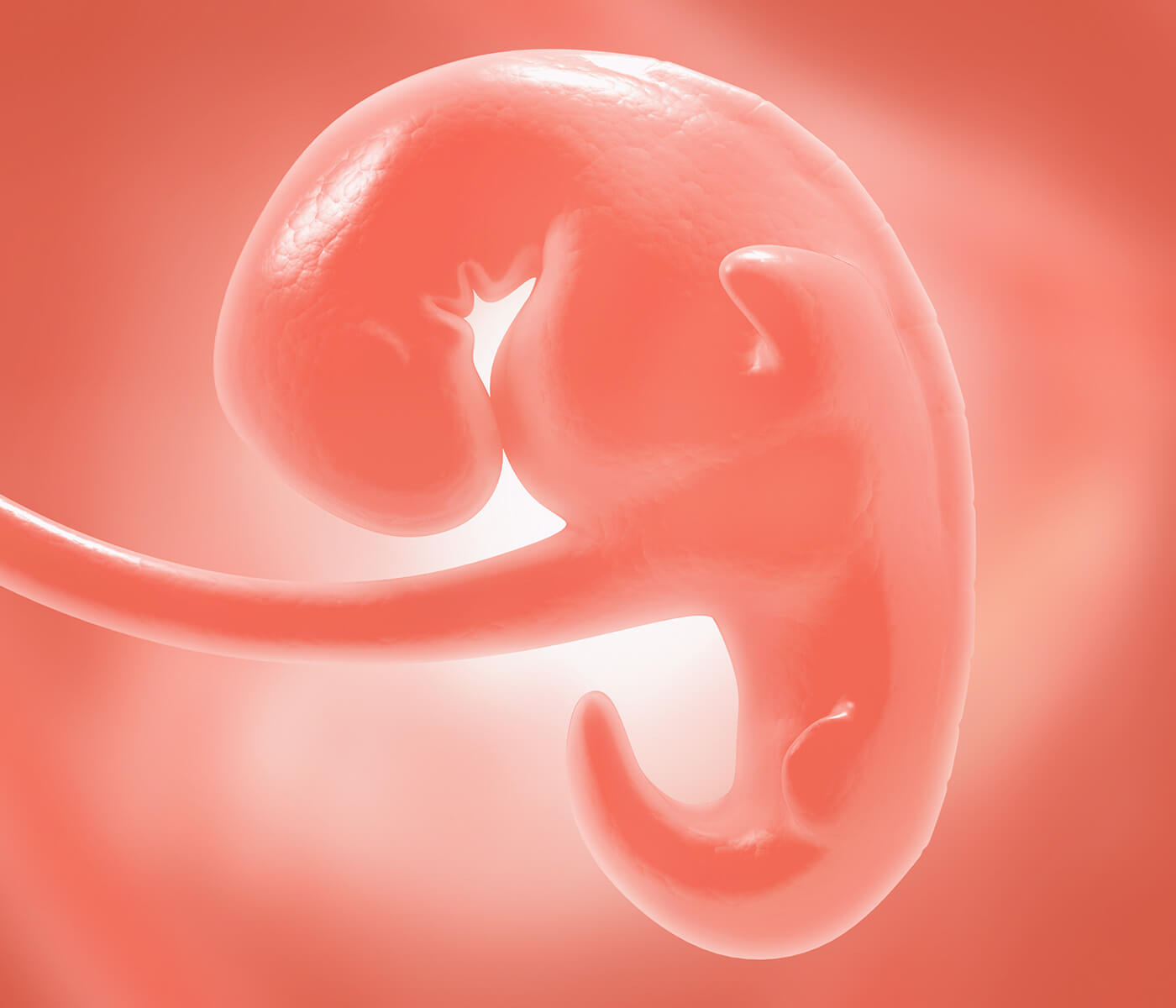 Placenta: Conhecendo o seu papel na determinação do peso de fetos machos e fêmeas – Parte 1
