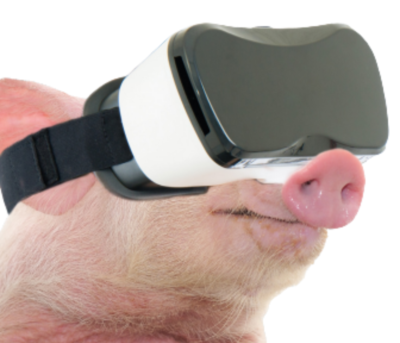 Porcicultura de Precisión: una Tecnología al Servicio del Bienestar Animal