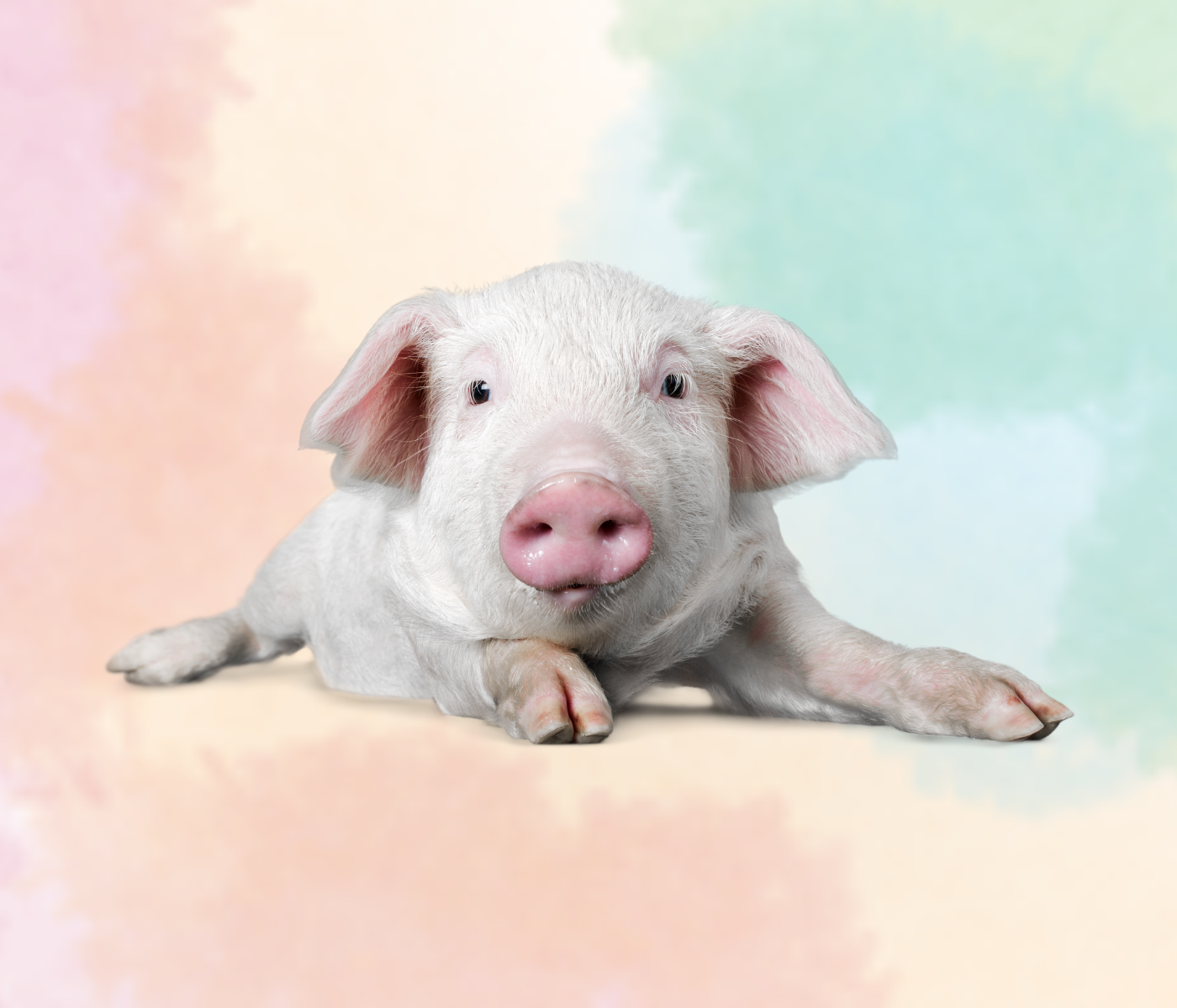Relación entre el uso de antibióticos preventivos y el bienestar de cerdos destetados