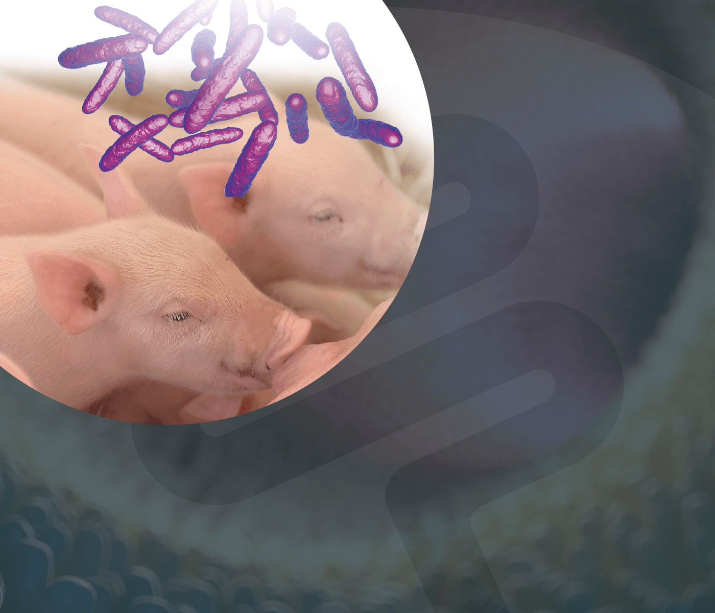 Los entresijos de la colonización microbiana temprana del intestino del lechón