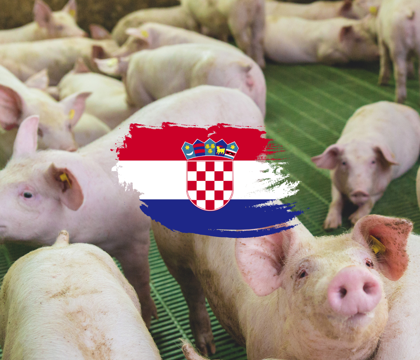 Se detecta la PPA en dos explotaciones de porcino doméstico en Croacia