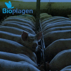 robapagina bioplagen
