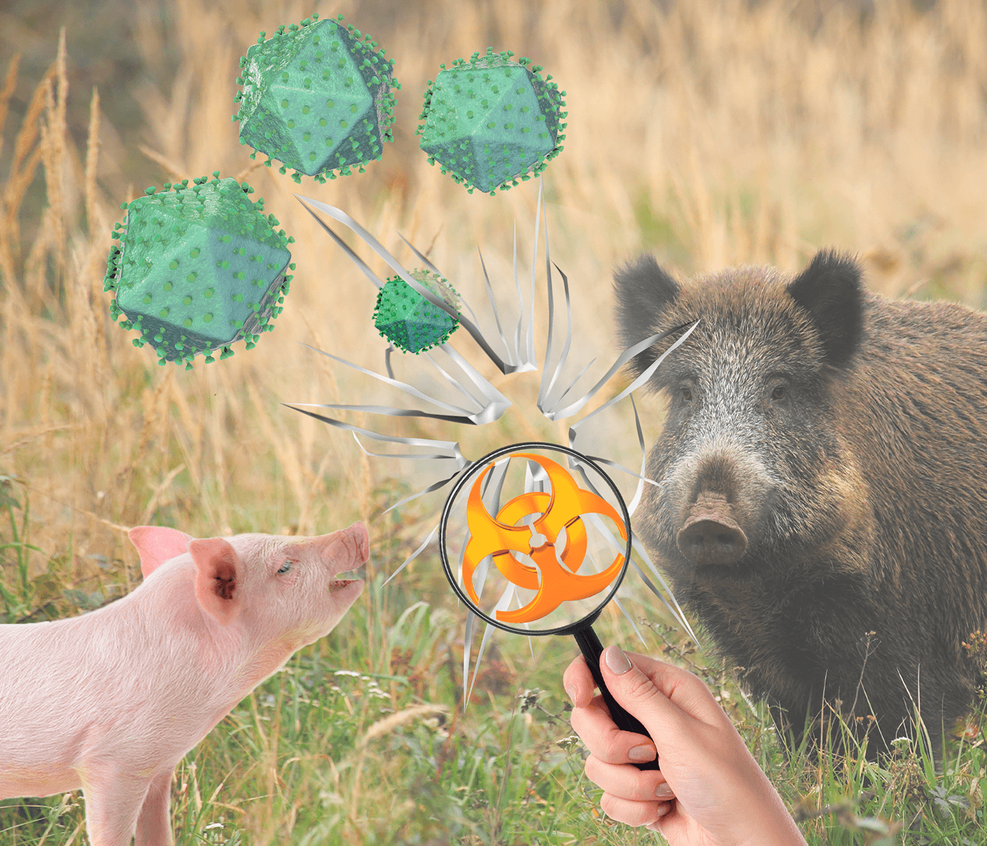 Prevención de la Peste Porcina Africana – Evaluación de la bioseguridad externa frente a fauna silvestre en explotaciones porcinas intensivas
