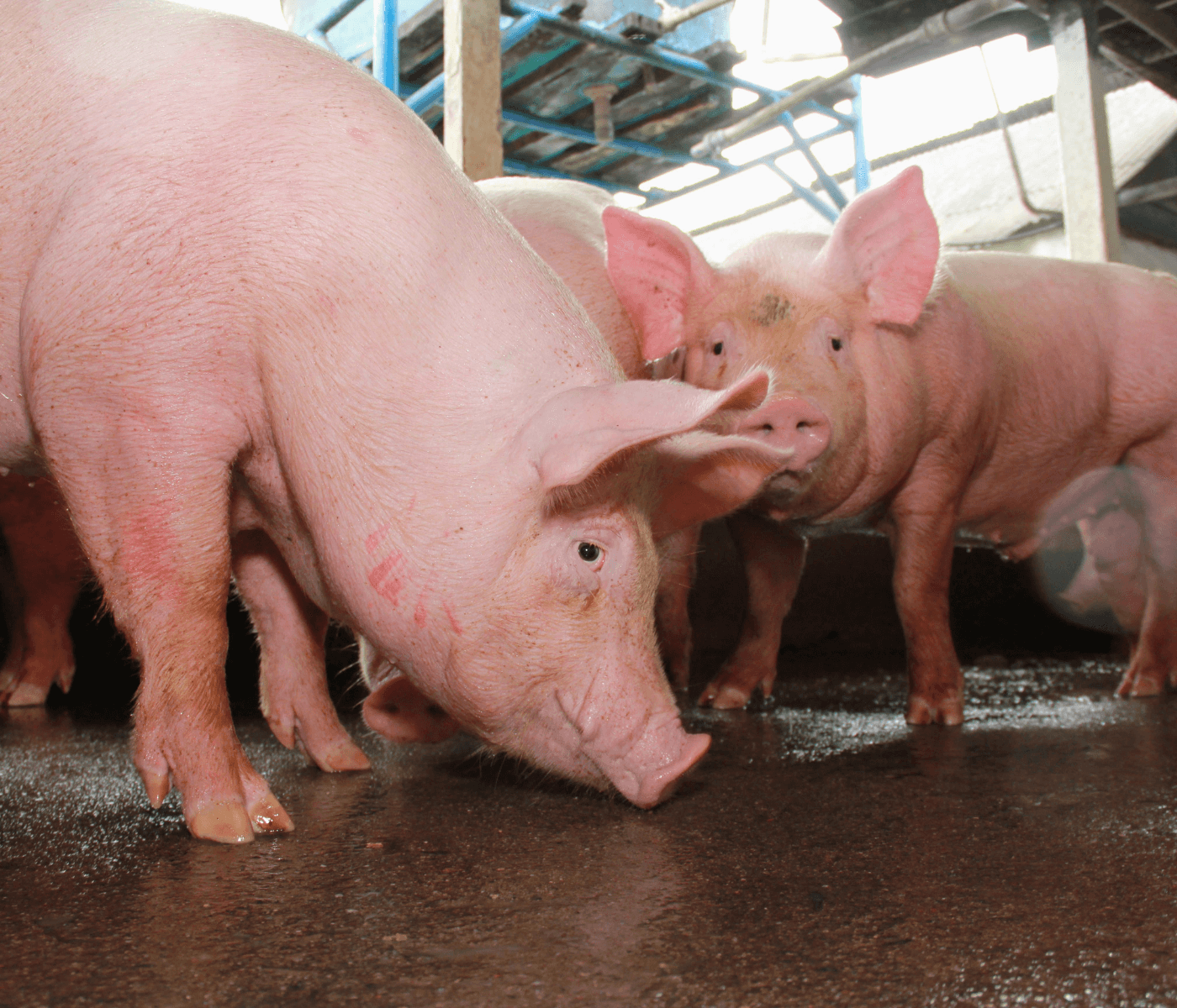 Certificação de granjas de reprodutores suínos: Consulta pública discute novos procedimentos