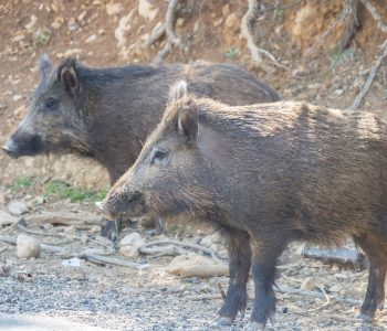 Una revisión científica revela las claves para el control de un brote de peste porcina africana (PPA) en jabalíes en España.