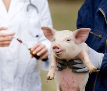 El Gobierno español aprueba una norma para favorecer el uso prudente y responsable de los medicamentos veterinarios.