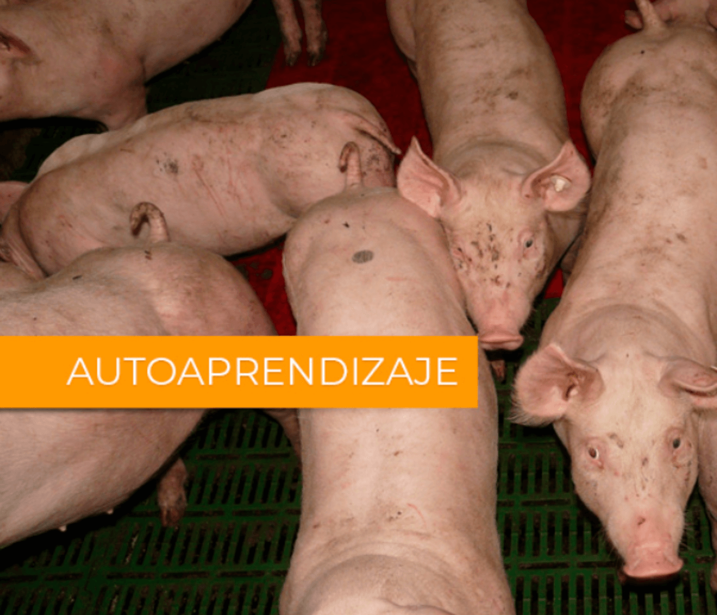 FAO ofrece curso gratuito online sobre peste porcina africana