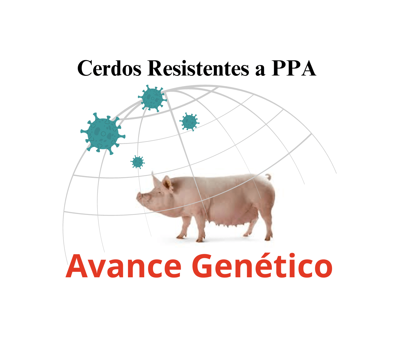 Cerdos resistentes a la peste porcina africana: una nueva esperanza para la industria porcina