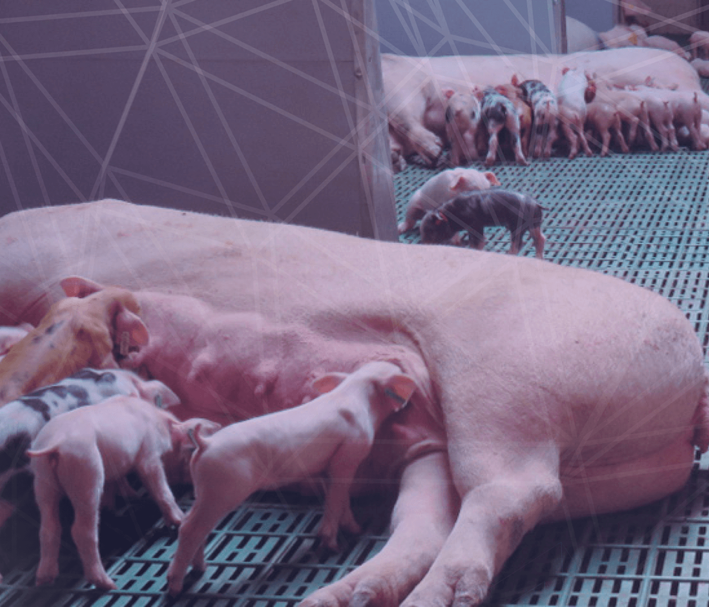 Futuro de las maternidades porcinas – Cumpliendo con los estándares de Bienestar Animal