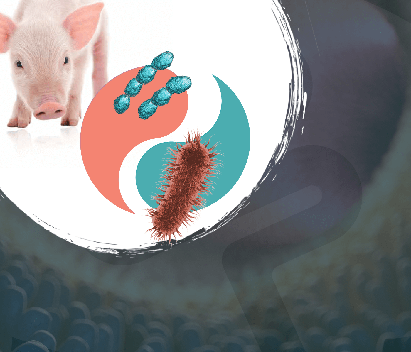 Microbiota Intestinal Fermentación En El Intestino Porcino