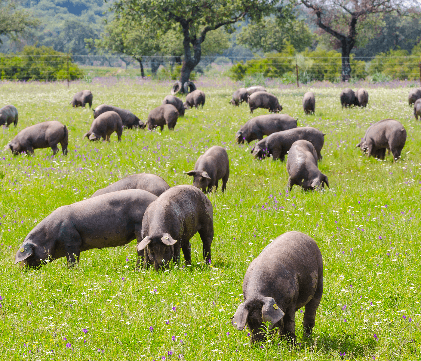 Reducción de la agresividad en la producción del cerdo ibérico – Beneficios del uso de BehavePro®