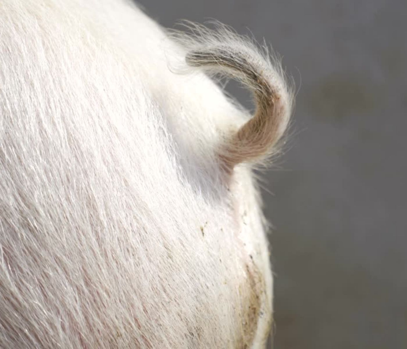 Plan de acción para prevenir la mordedura de cola y evitar el raboteo en ganado porcino