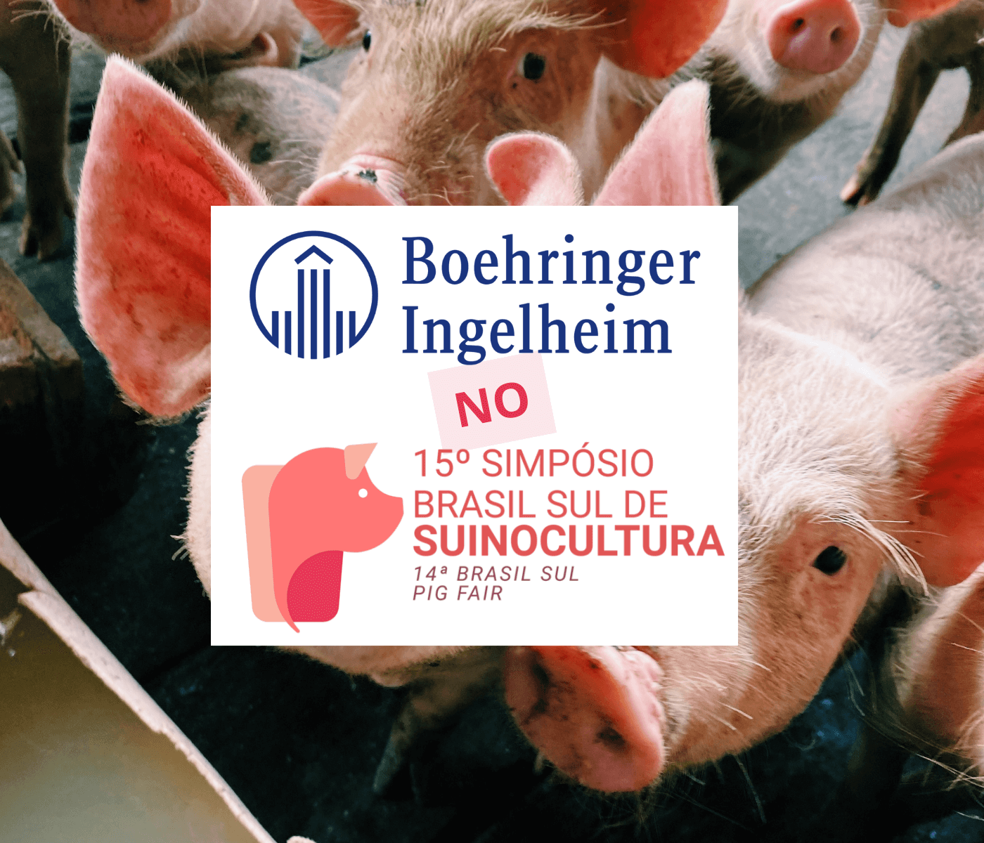 Boehringer Ingelheim confirma presença no Simpósio Brasil Sul de Suinocultura 2023 com palestra exclusiva sobre proteção de ponta a ponta na cadeia produtiva