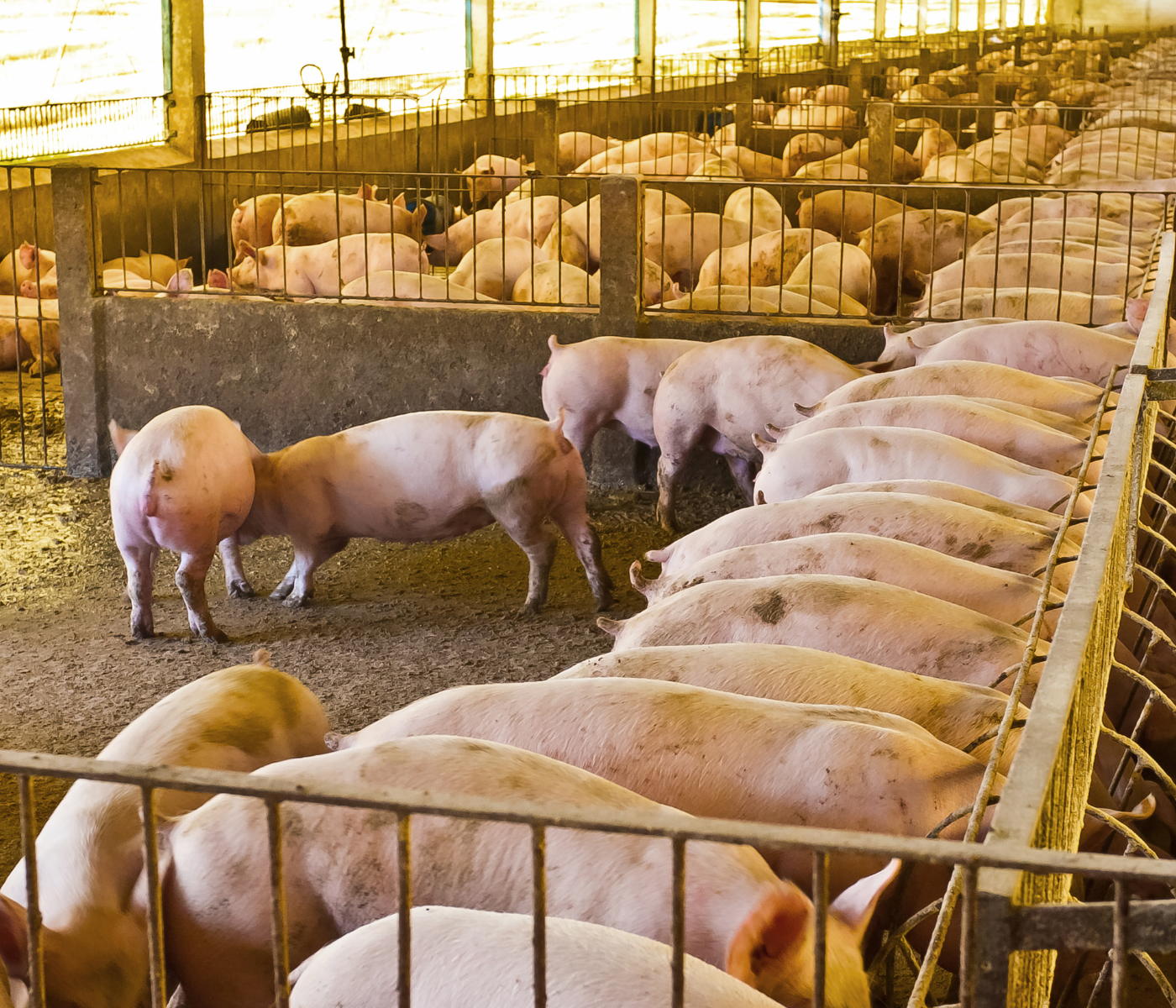 Densidad y refrigeración: efecto sobre el bienestar del cerdo