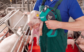 Vacinas combinadas oferecem segurança, proteção ampliada e maior flexibilidade nos protocolos da suinocultura